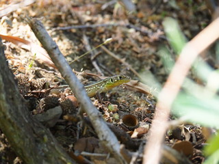 Lizard in the woods