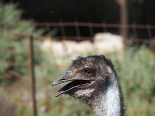 Ostrich