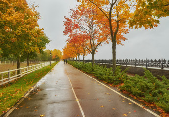 Fototapeta premium autumn park, rainy background, autumn landscape background rain texture in an October park