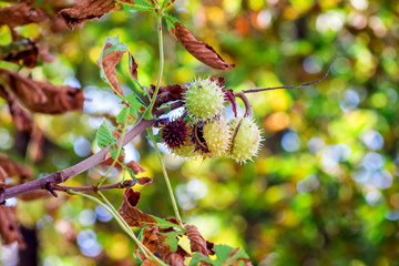 Branch of chestnut with fading leaves and fruits on a bright autumn day_