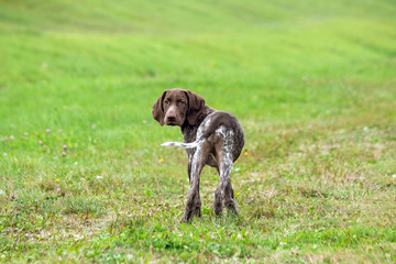 german shorthaired pointer, kurtshaar one spotted puppy,  long ears, chocolate color, rear view, the head is turned to the camera, dog is standing