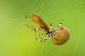 A spider knits a web.