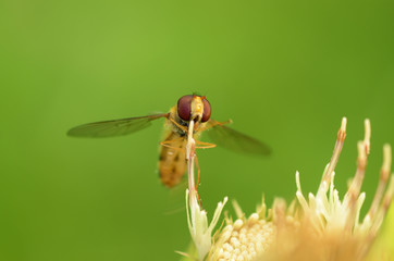 A bee collects pollen from a dandelion.
