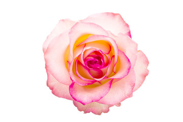 pink rose isolated
