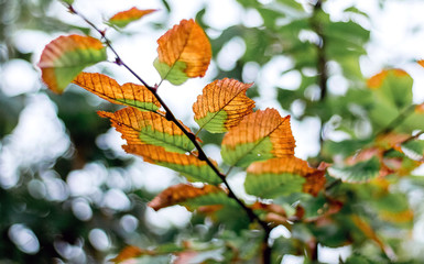 A branch of a tree with autumn leaves that begins to fade_