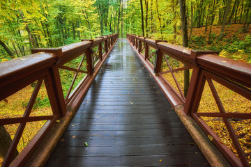 Beautiful wooden bridge in the forest. Colored leaves.