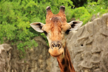 Fototapeta premium A head of giraffe in a zoo