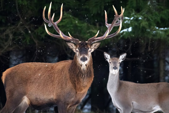 Couple of noble deer in a snowy winter forest. Natural winter image.