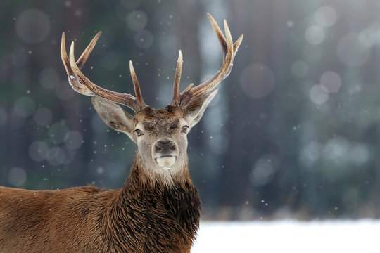 Noble deer male in winter snow forest. Winter christmas image.