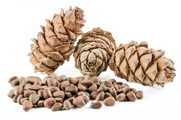 pine nut and cone