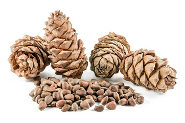 pine nut and cone