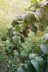 branch of ripe raspberries in a garden.