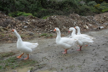 Gänse