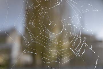 Toile d'araignée