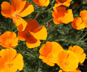 orange pansies