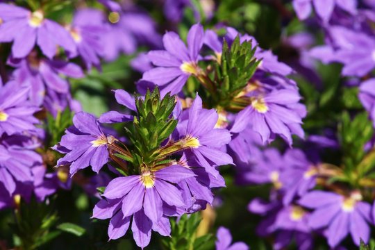 violette Blüten der Fächerblume