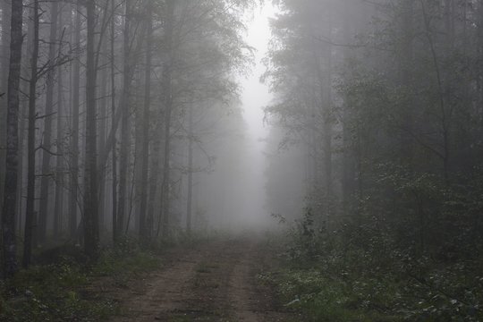 Fototapeta soil path in the wood and fog early in the morning