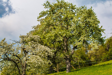 Fototapeta premium Streuobstwiese im Frühling