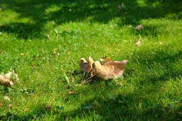 Autumn fallen yellow leaf on bright green grass. Shallow depth of field. Park in sunny weather.