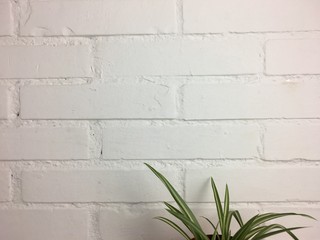Pared de ladrillos blancos con una planta.