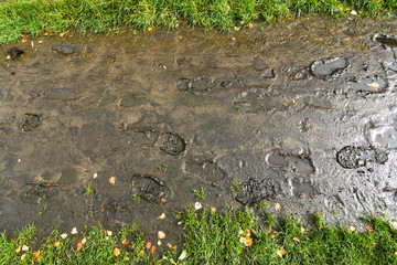 traces of passersby on an autumn footpath after a rain