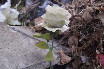 dried rose on black background