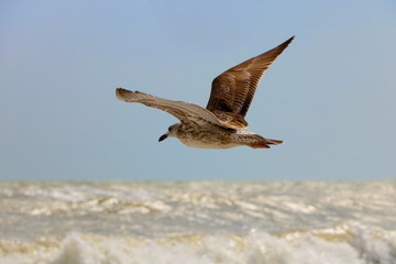 Cormorant in flight