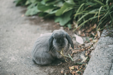 Obraz premium Cute bunny pet at the garden
