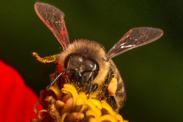 Pszczoła makro na kwiatku