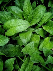 Green leaves background.
