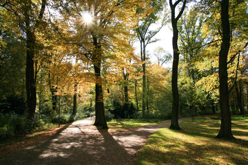 Tief stehende Sonne im Park im Herbst
