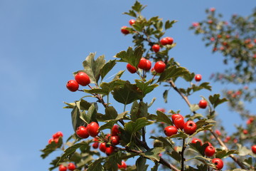 Gałąź z owocami głogu © Monika