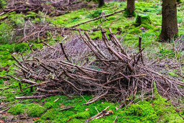 Obraz premium Tannenreisig im Wald