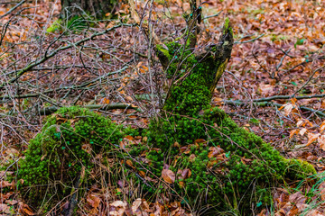 Obraz premium Alte Baumwurzel mit Moss bewachsen