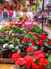 Sale of flower seedlings on the market in Riga.Latvia