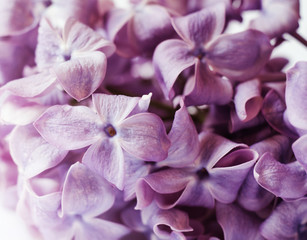 Fototapeta na wymiar Close-up photo of beautiful Lilac flowers. Purple spring flowers. Floral seasonal background.
