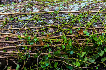 Baumstamm mit Efeu bewachsen