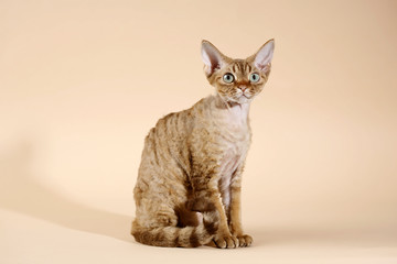 Chocolate Devon Rex 