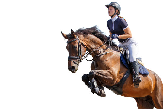 Horse Rider Girl Jumping Over An Obstacle Isolated On White Background. Show Jumping Competition Background