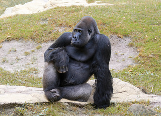 Portrait gorilla