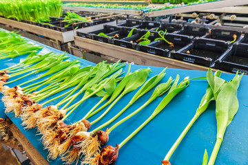 Fototapeta premium Fresh tulips on a blue conveyor belt in a Dutch greenhouse