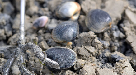 Rateau de pêche à pied