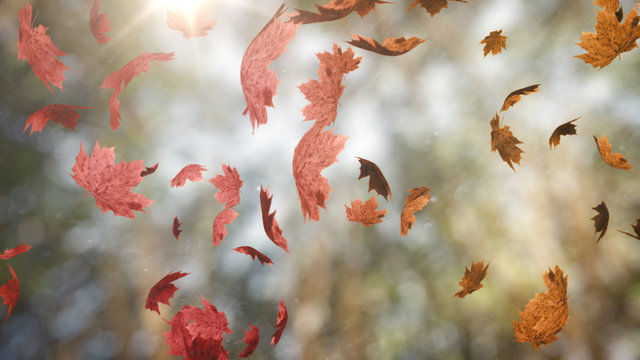 Autumn Background Loops