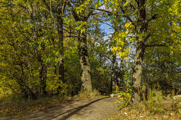 Sunny day, Golden autumn.