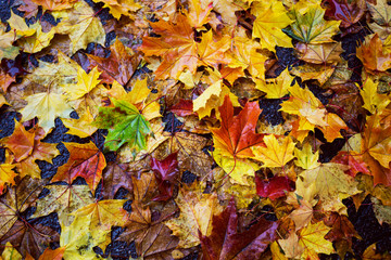 Naklejka na ściany i meble background of autumn colorful maple leaves