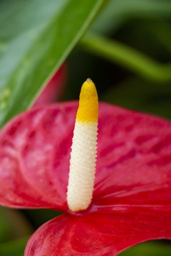 Close-up of the white and yellow tipped spadix on a blurred bright red spathe leaf of Anthurium andraeanum flower
