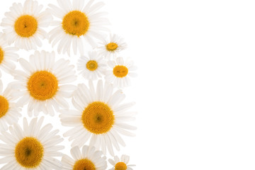 chamomile or daisies isolated on white background with copy space for your text. Top view. Flat lay