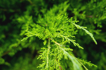 Close-up of the branches of arborvitae. Natural background with coniferous tree.