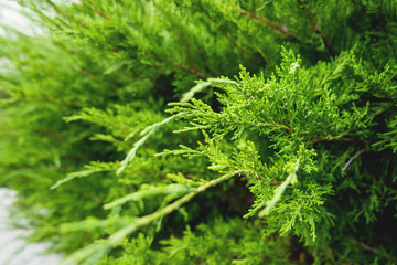 Close-up of the branches of arborvitae. Natural background with coniferous tree.