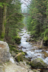 Leśny potok